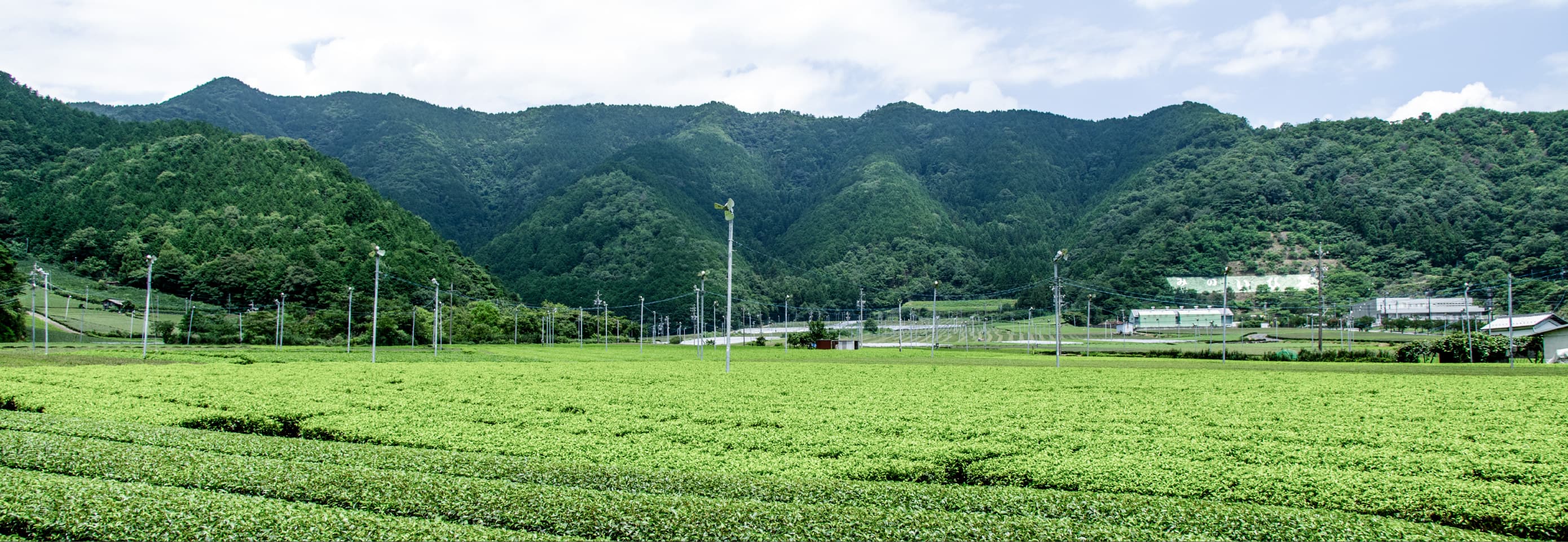 岐阜県揖斐川町の茶畑